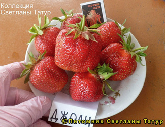Джоли фото ягод земляники