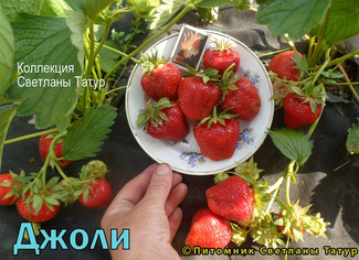 Джоли фото ягод земляники