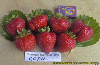 Кори фото ягод земляники