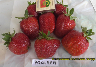 Роксана фото ягод земляники