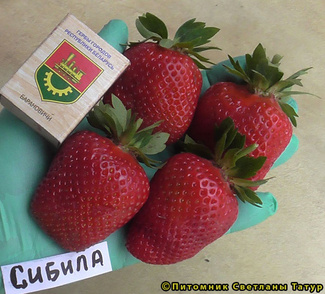  Сибилла фото ягод земляники