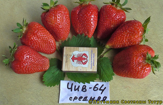 ЧИВ-64 фото