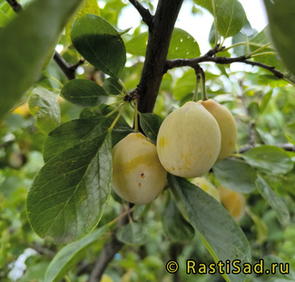 Очаковская жёлтая фото сливы