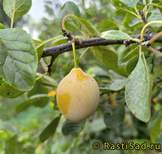 Очаковская жёлтая фото сливы