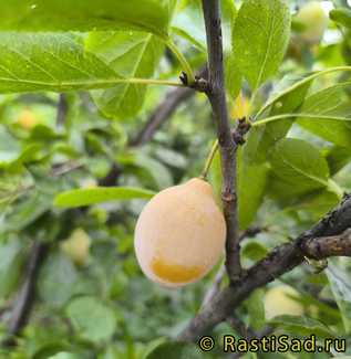 Очаковская жёлтая фото сливы