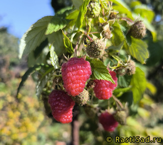 Вайолет фото ягод малины