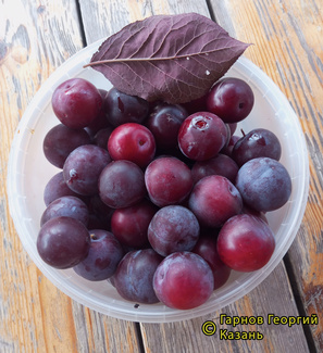 Алма фото плодов