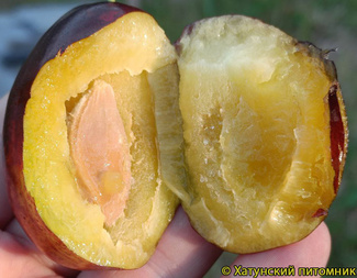 АМЕРС фото плодов