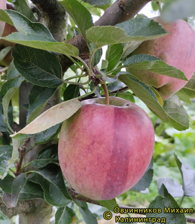 Бребурн фото яблока