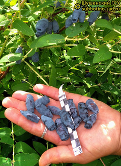 вечный зов фото ягод жимолости