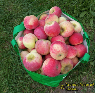 Беркутовское фото яблок