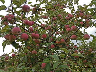 Беркутовское фото яблок