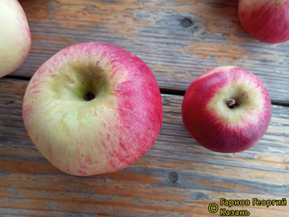 Беркутовское фото яблок