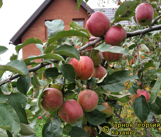 Витязь фото яблок