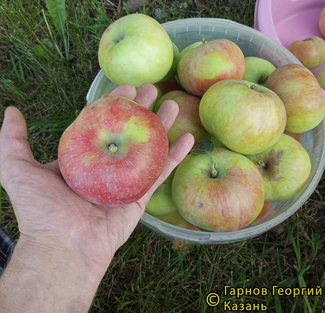 Витязь фото яблок