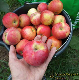 Витязь фото яблок