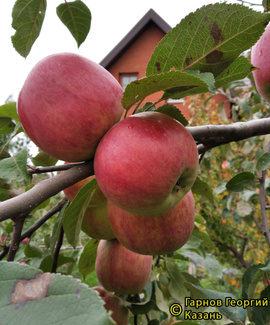 Витязь фото яблок