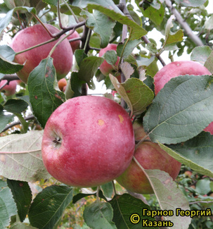 Витязь фото яблок