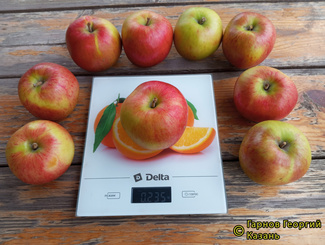 Витязь фото яблок