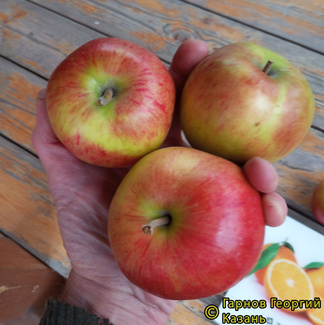 Витязь фото яблок