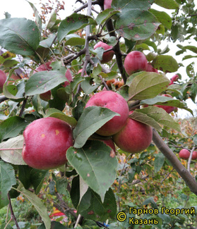 Витязь фото яблок