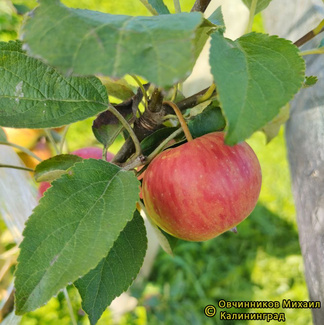 Елена фото яблок