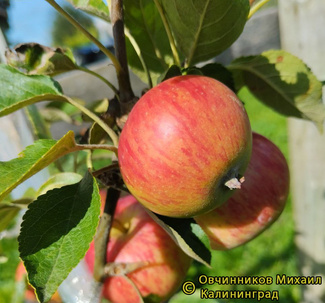 Елена фото яблок