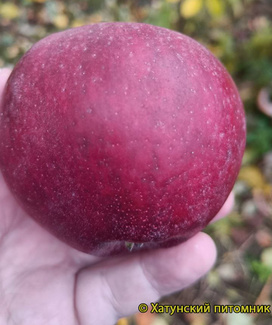 Космик Крисп фото яблока