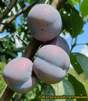 Награда Неманская фото слив