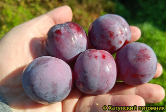 Награда Неманская фото слив