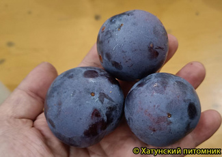 Награда Неманская фото слив