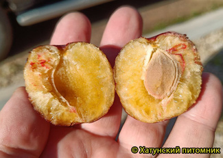 Награда Неманская фото сливы