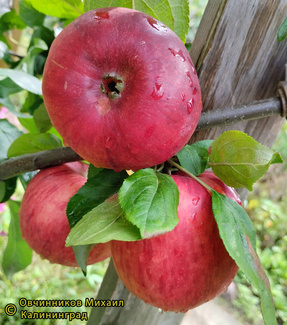 Рэд фри яблоки