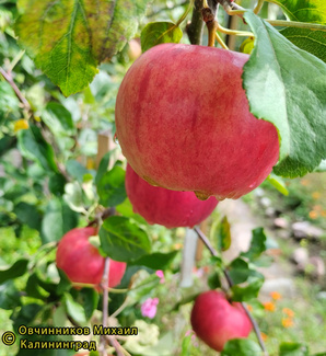 Рэд фри яблоки