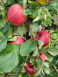 Рэд фри яблоки