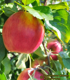 Рэд фри яблоки