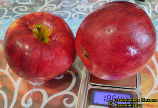 Рэд фри яблоки