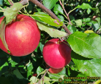 Рэд фри яблоки