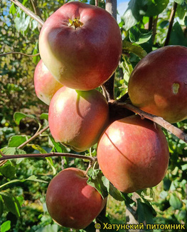 Дарк Идол фото яблок