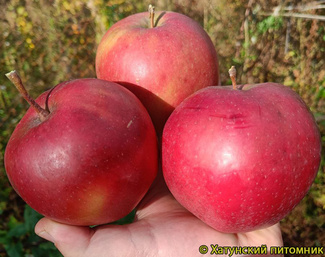 Дарк Идол фото яблок