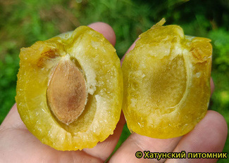 Слива УТРО фото плода