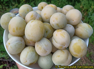 Слива УТРО фото плодов