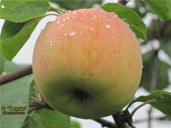 Поливитаминное фото яблока