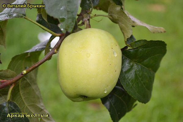 Аркад желтый яблоко