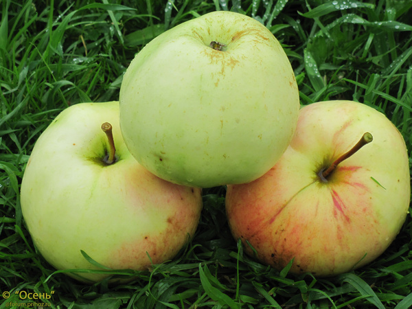 Calville bílé léto