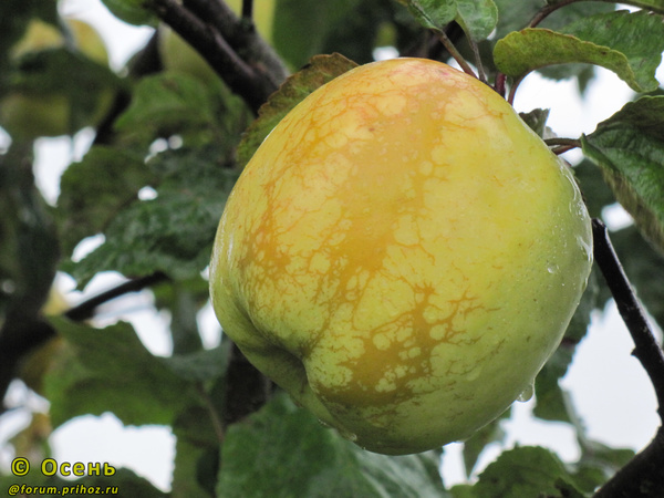 Лимонное крупное фото  яблока