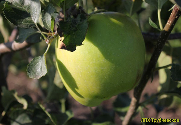 мутсу фото яблока на ветке