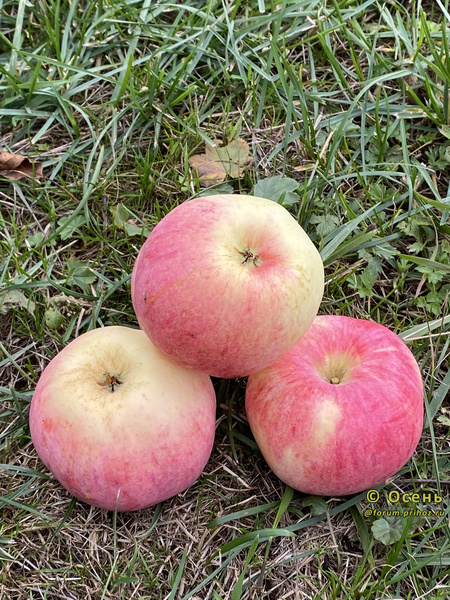 Подмосковное яблоки