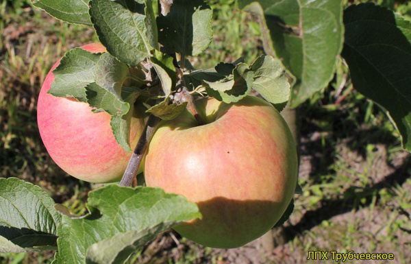 Старк эрлиест фото яблок