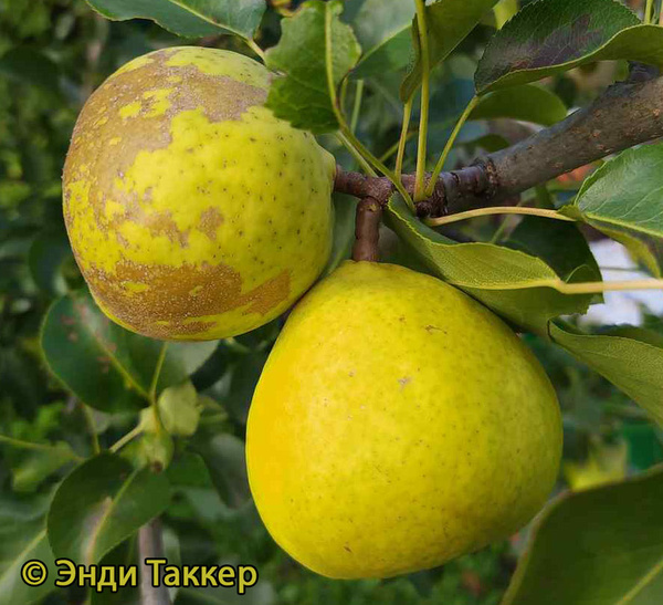 Груша Москвичка - описание сорта и фото груш